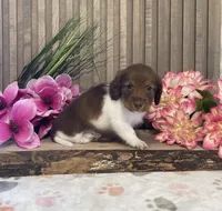 Asher, a male Miniature Dachshund for sale in Nappanee, IN – Photo 3 of 3