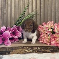 Asher, a male Miniature Dachshund for sale in Nappanee, IN – Photo 1 of 3