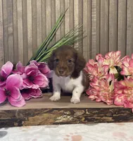 Asher, a male Miniature Dachshund for sale in Nappanee, IN – Photo 1 of 3