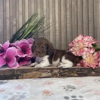 Asher, a male Miniature Dachshund for sale in Nappanee, IN – Photo 2 of 3