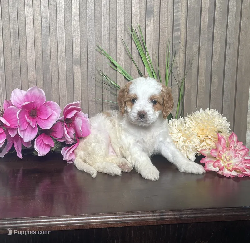 Paige – Cavapoo puppy for sale in Nappanee, IN