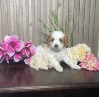 Paige, a female Cavapoo for sale in Nappanee, IN – 1 of 3