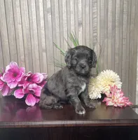 Pearl, a female Cavapoo for sale in Nappanee, IN – 4 of 4