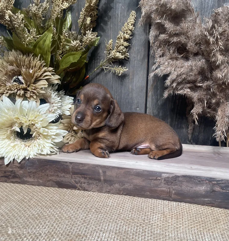 Jaime – Miniature Dachshund puppy for sale in Nappanee, IN