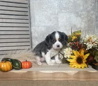 Brooklyn, a female Cavalier King Charles Spaniel for sale in Nappanee, IN – 2 of 3