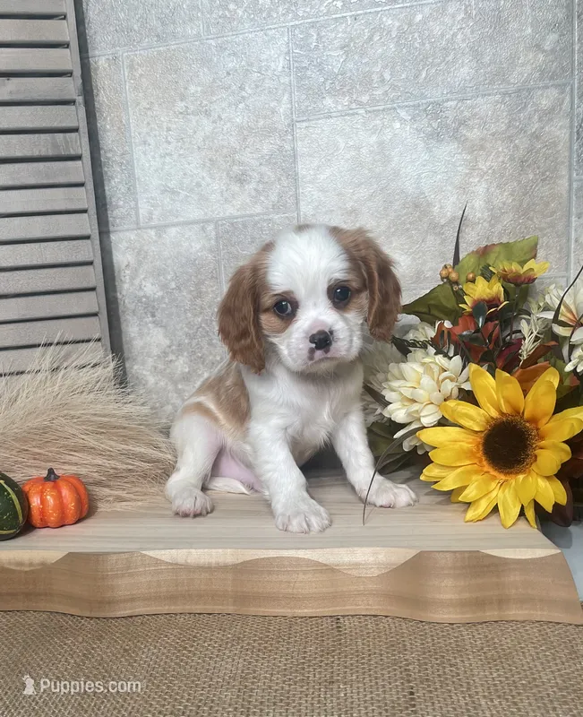 Blossom – Cavalier King Charles Spaniel puppy for sale in Nappanee, IN