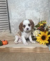 Blossom, a female Cavalier King Charles Spaniel for sale in Nappanee, IN – 1 of 3