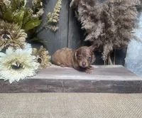 Jade, a female Miniature Dachshund for sale in Nappanee, IN – 3 of 4