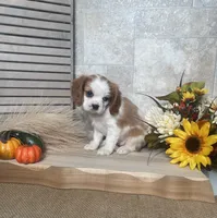 Baxter, a male Cavalier King Charles Spaniel for sale in Nappanee, IN – 2 of 3