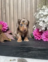 Danica, a female Miniature Dachshund for sale in Nappanee, IN – 1 of 3