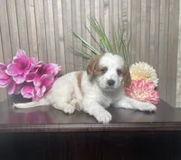 Patrick, a male Cavapoo for sale in Nappanee, IN – 2 of 3