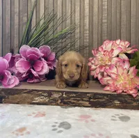 Arnold, a female Miniature Dachshund for sale in Nappanee, IN – Photo 1 of 3