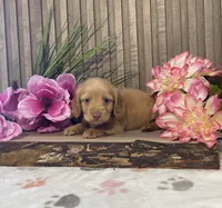 Arnold, a female Miniature Dachshund for sale in Nappanee, IN – Photo 3 of 3