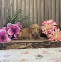 Arnold, a female Miniature Dachshund for sale in Nappanee, IN – Photo 2 of 3