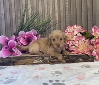Atwell, a male Miniature Dachshund for sale in Nappanee, IN – Photo 2 of 3