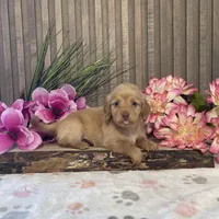 Atwell, a male Miniature Dachshund for sale in Nappanee, IN – Photo 3 of 3