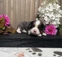 Brooklyn, a female Cavalier King Charles Spaniel for sale in Nappanee, IN – 2 of 3