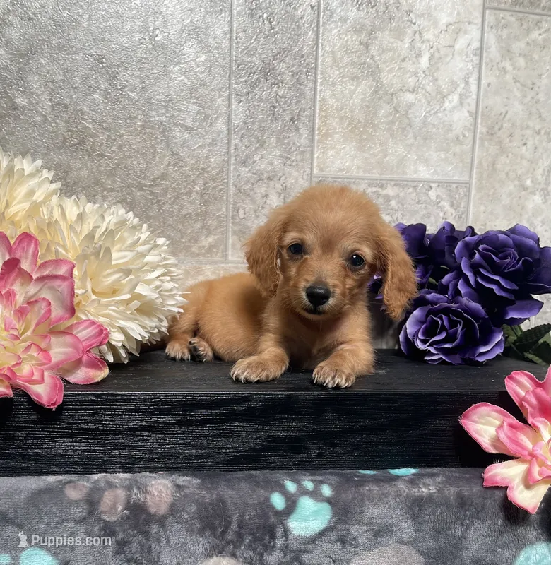 Sophia – Miniature Dachshund puppy for sale in Nappanee, IN