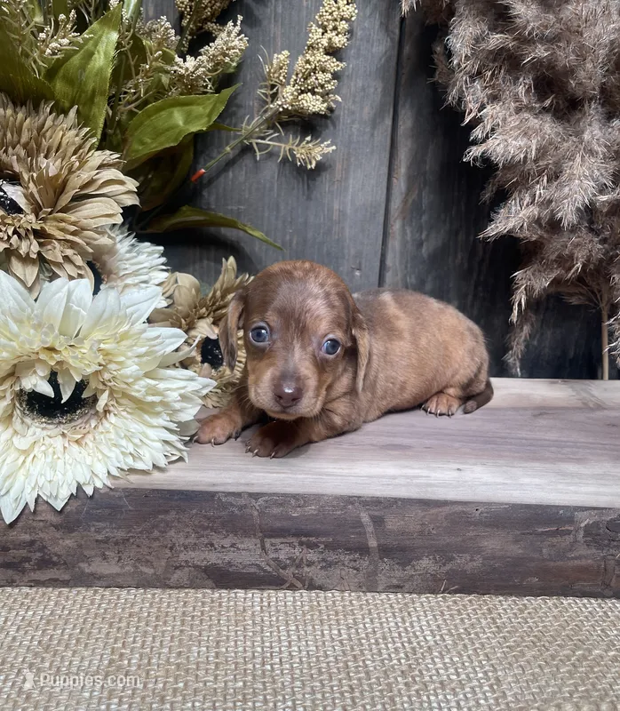 Jade – Miniature Dachshund puppy for sale in Nappanee, IN