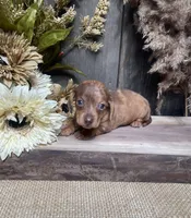 Jade, a female Miniature Dachshund for sale in Nappanee, IN – 1 of 4
