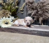 Jessica, a female Miniature Dachshund for sale in Nappanee, IN – 2 of 4