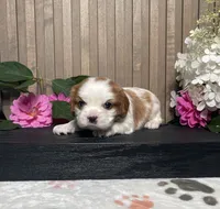 Baxter, a male Cavalier King Charles Spaniel for sale in Nappanee, IN – 2 of 3