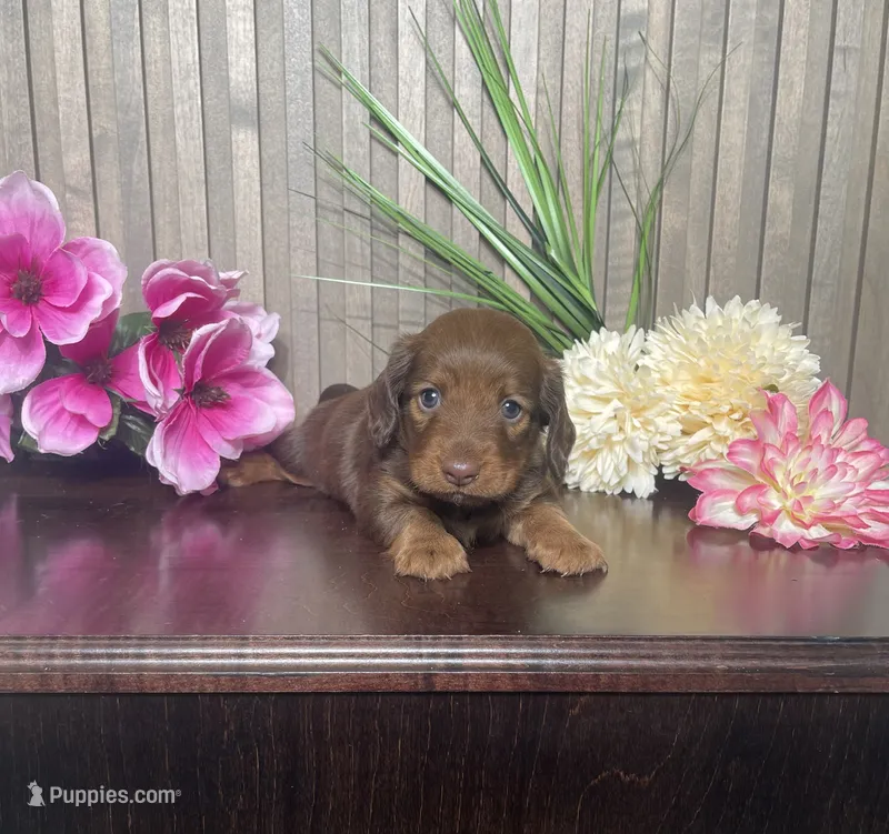 Lucy – Miniature Dachshund puppy for sale in Nappanee, IN