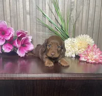 Lucy, a female Miniature Dachshund for sale in Nappanee, IN – 1 of 3