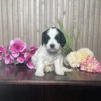 Phyllis, a female Cavapoo for sale in Nappanee, IN – 2 of 3