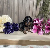 Stana, a female Miniature Dachshund for sale in Nappanee, IN – 2 of 3