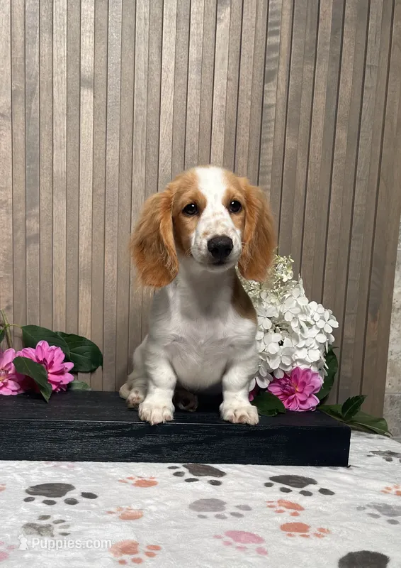 Skipper – Miniature Dachshund puppy for sale in Nappanee, IN