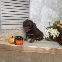 Darius, a male Miniature Dachshund for sale in Nappanee, IN – 3 of 3