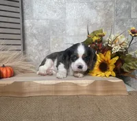 Brooklyn, a female Cavalier King Charles Spaniel for sale in Nappanee, IN – 3 of 3