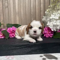 Baxter, a male Cavalier King Charles Spaniel for sale in Nappanee, IN – 3 of 3
