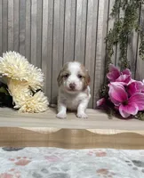 Skipper, a male Miniature Dachshund for sale in Nappanee, IN – 1 of 3