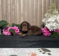 Darwin, a male Miniature Dachshund for sale in Nappanee, IN – 3 of 3