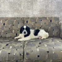 Karis, a female Cavapoo for sale in Nappanee, IN – Photo 3 of 3