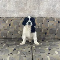 Karis, a female Cavapoo for sale in Nappanee, IN – Photo 1 of 3