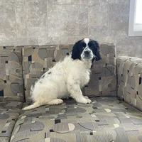 Karis, a female Cavapoo for sale in Nappanee, IN – Photo 2 of 3