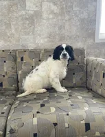 processed/0fd1ab43-0691-4e64-b0ed-8da7b3b25378/listing/5ef0570a-b1aa-43ea-a4f4-2cfdf41d5d46/979082eb-9047-4e83-8e70-98fc7ec42807