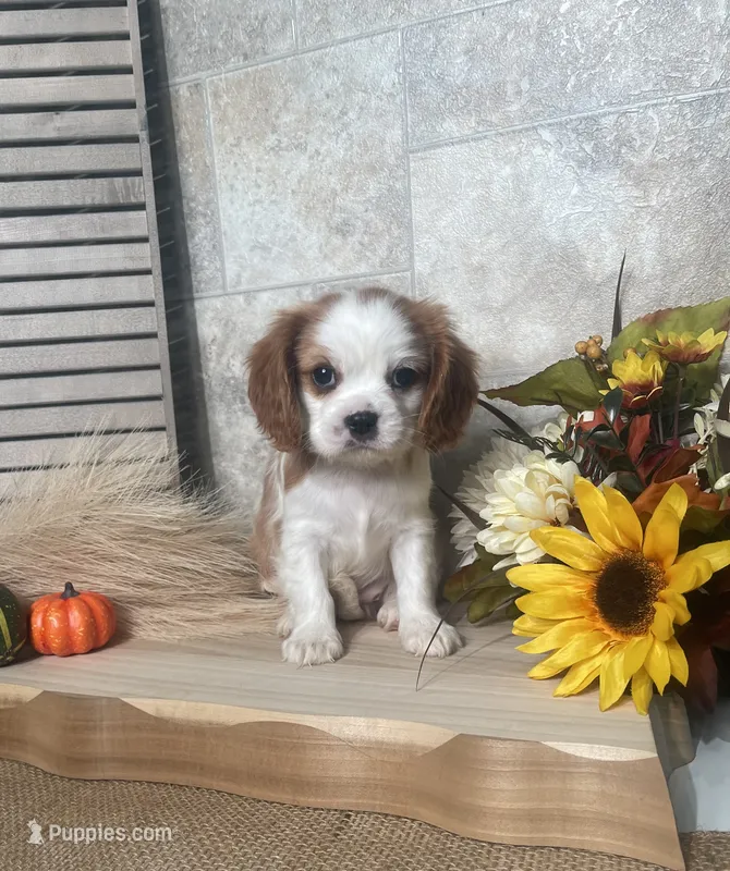 Baxter – Cavalier King Charles Spaniel puppy for sale in Nappanee, IN