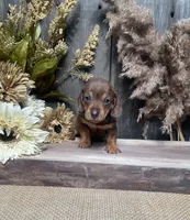 Jaime, a female Miniature Dachshund for sale in Nappanee, IN – 2 of 3