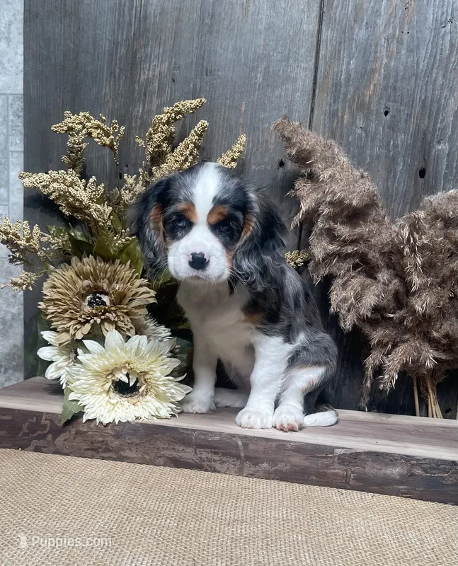 Brooklyn – Cavalier King Charles Spaniel puppy for sale in Nappanee, IN