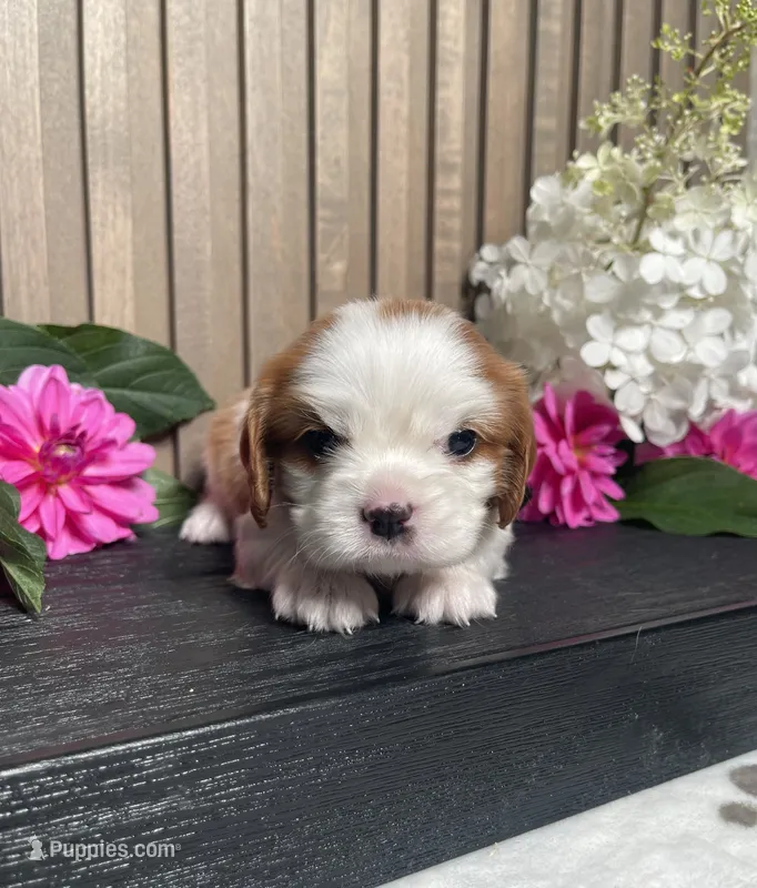 Baxter – Cavalier King Charles Spaniel puppy for sale in Nappanee, IN