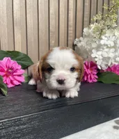Baxter, a male Cavalier King Charles Spaniel for sale in Nappanee, IN – 1 of 3