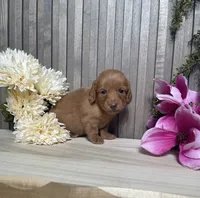 Stacey, a female Miniature Dachshund for sale in Nappanee, IN – 2 of 3