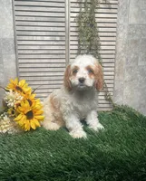 Paige, a female Cavapoo for sale in Nappanee, IN – 2 of 4