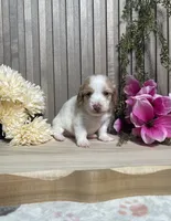 Skipper, a male Miniature Dachshund for sale in Nappanee, IN – 2 of 3