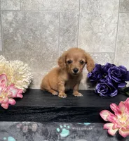 Sophia, a female Miniature Dachshund for sale in Nappanee, IN – 3 of 3