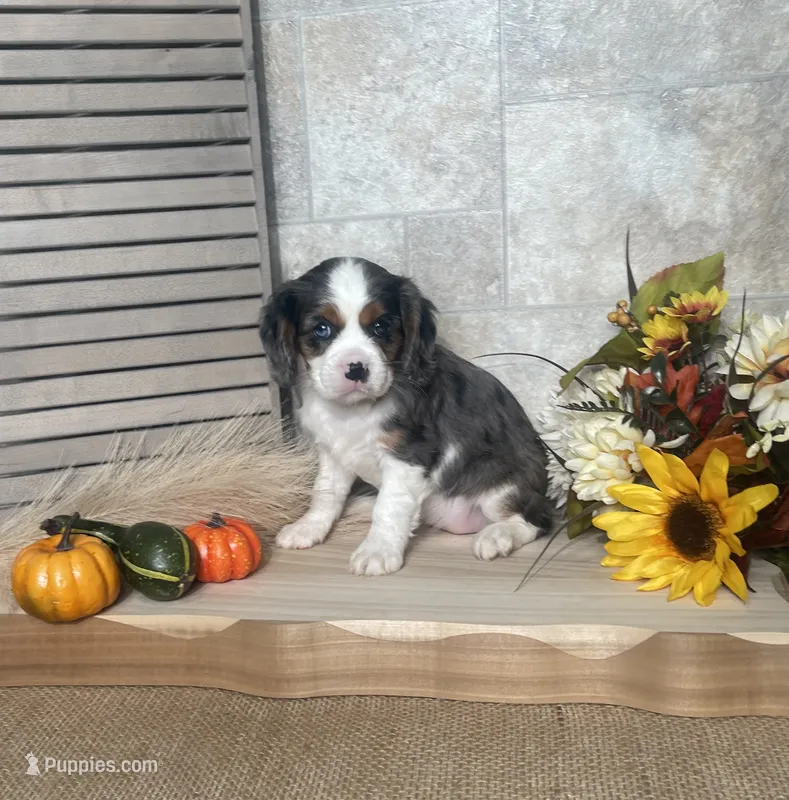 Brooklyn – Cavalier King Charles Spaniel puppy for sale in Nappanee, IN